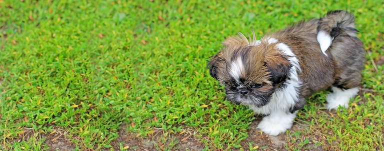 How to Train a Shih Tzu Puppy to Understand German Commands